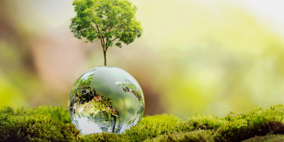 Baumwachstum auf Kugelglas in der Natur