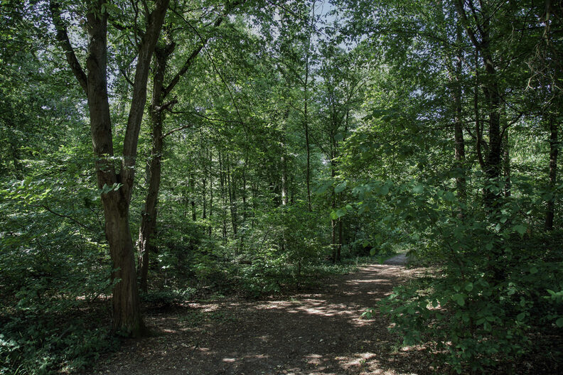 Waldweg im Königstädter Wald