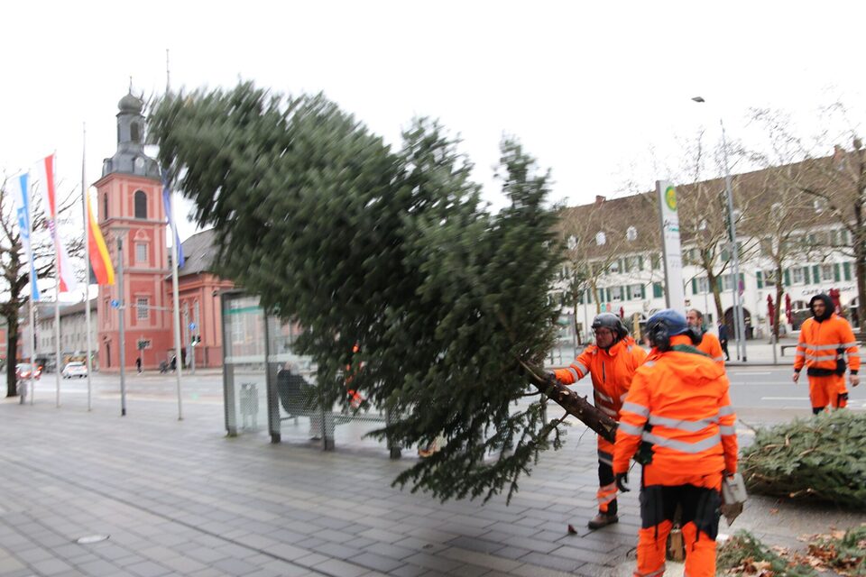 Der angesägte Weihnachtsbaum fällt um