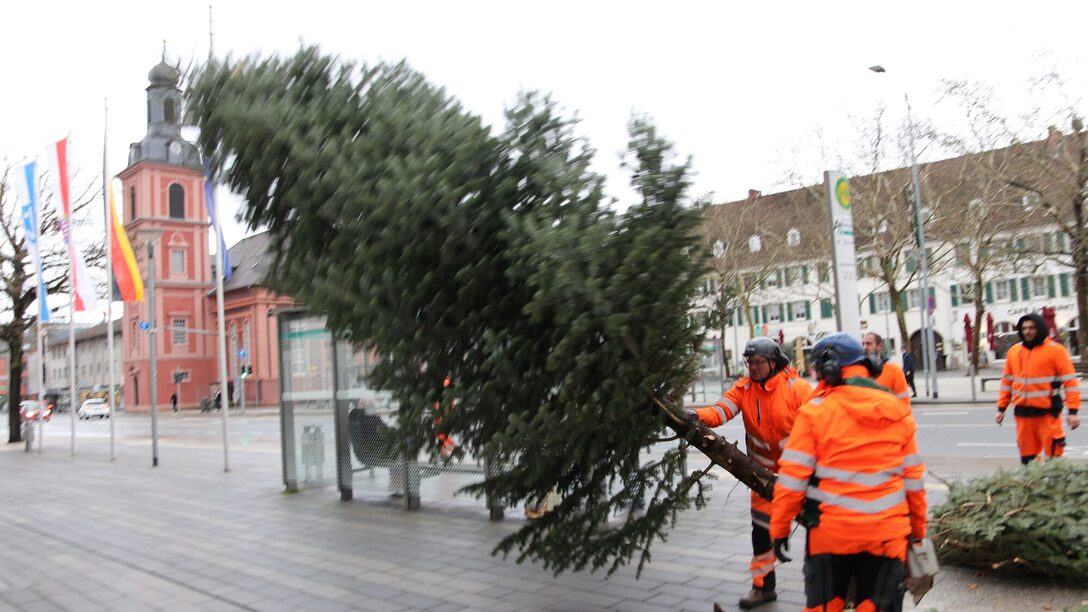 Der angesägte Weihnachtsbaum fällt um