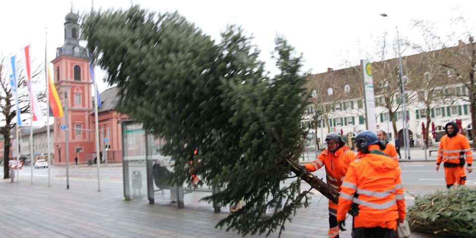 Der angesägte Weihnachtsbaum fällt um