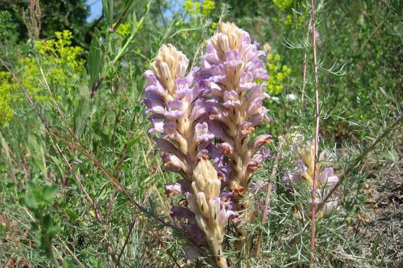 Blühende Sandsommerwurz