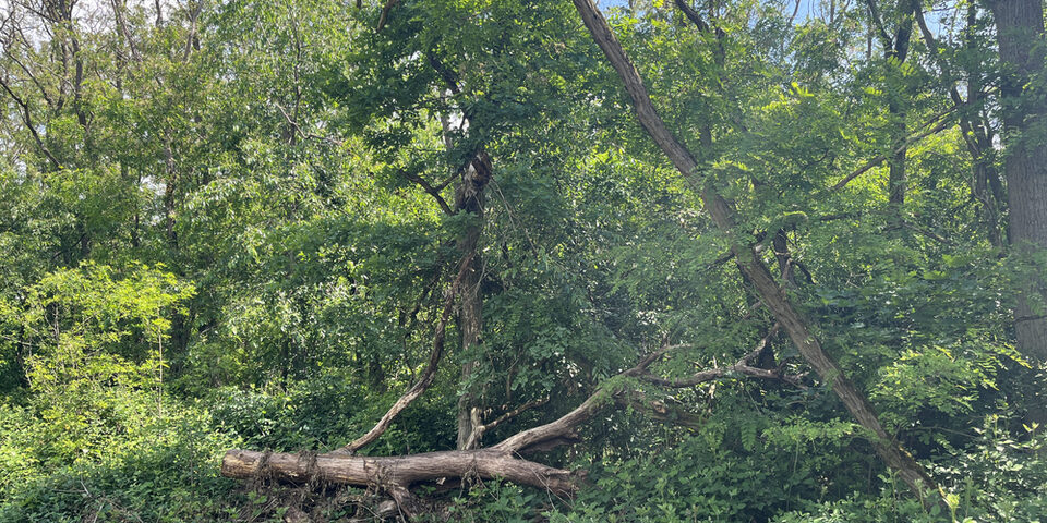 Wald, Baum, Toter Baum