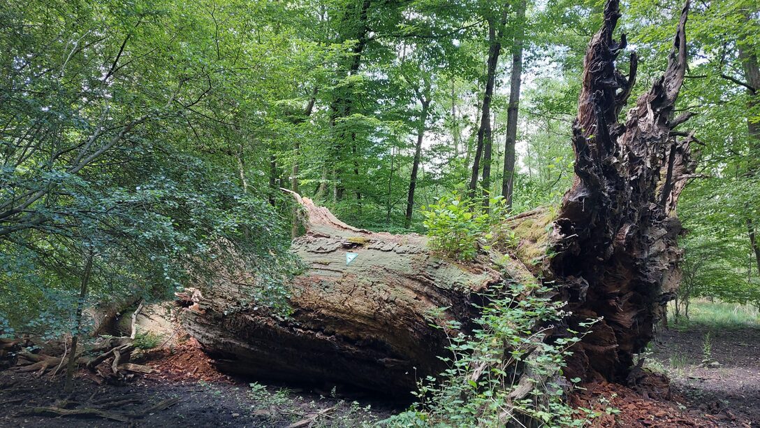 Die mächtige Wurzel der Ludwigseiche