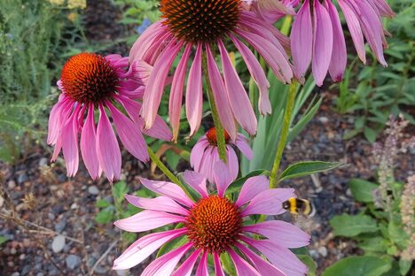 Auf einer Sonnenhutstaude am Wilhelm-Sturmfels-Platz landet eine Hummel.