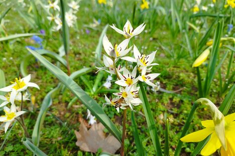 Frühlingsblüher an der Hermann-Löns-Straße blühen bunt und bieten Insekten Nahrung.