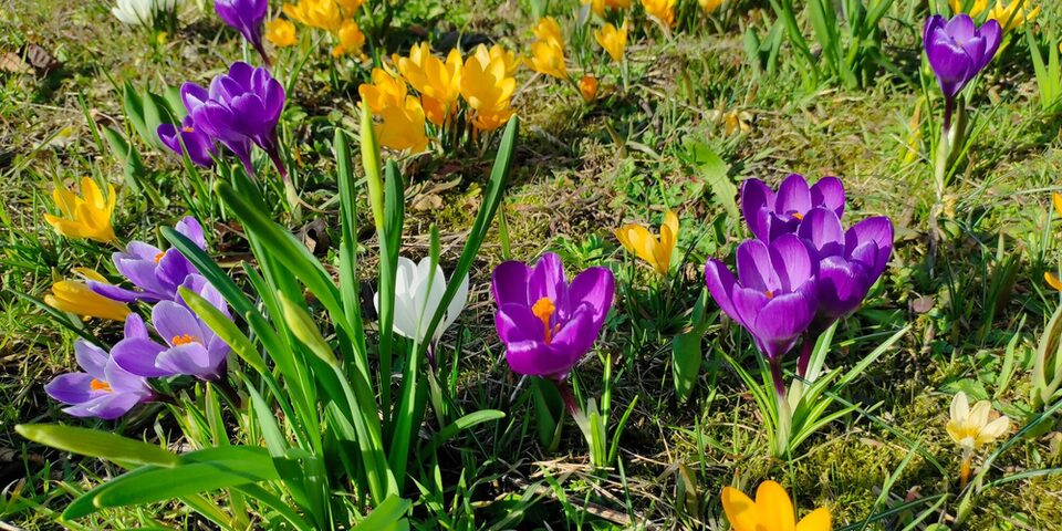 Auf einer Wiese blühen Krokusse in unterschiedlichen Farben.