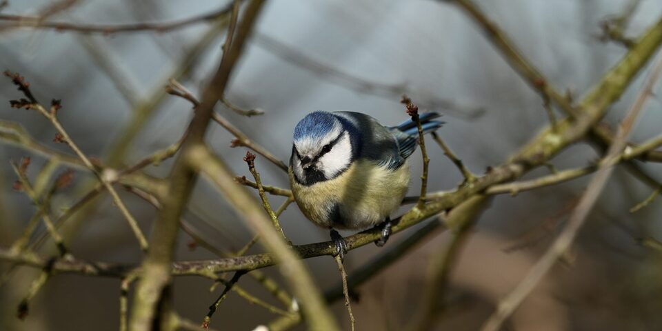 Eine Blaumeise sitzt in Geäst.