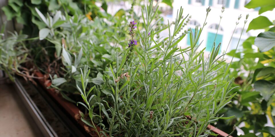Balkonkasten mit Lavendel