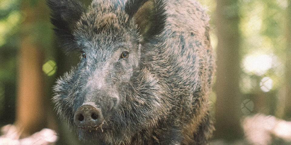 Wildschwein