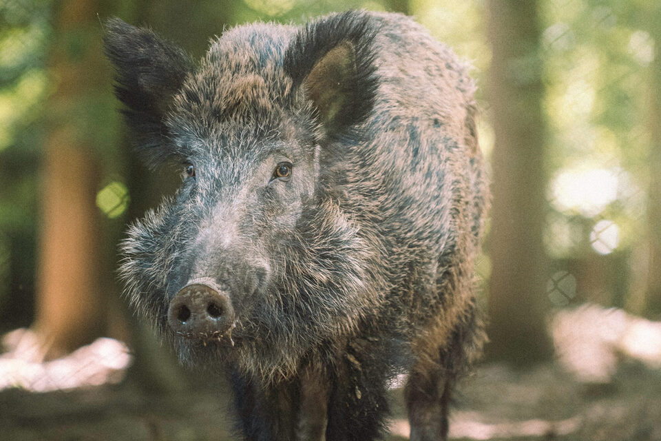 Wildschwein