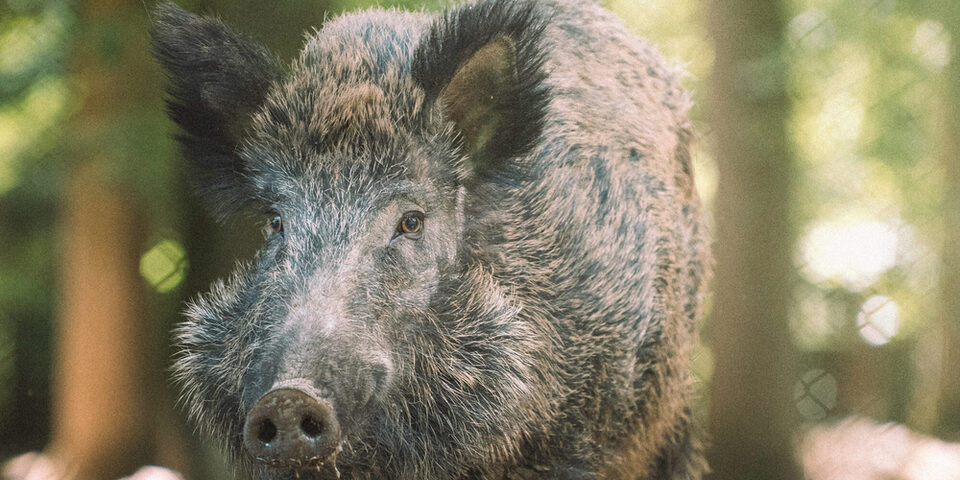 Wildschwein