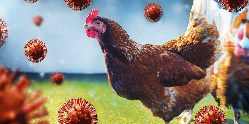 Vogelgrippe - Hahn mit Viren