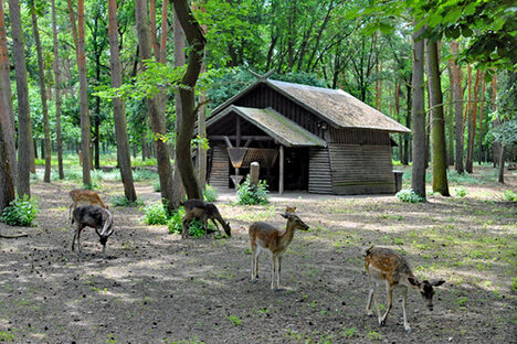 Foto: Eine Gruppe Rehe im Wald, im Hintergrund ist ein Unterstand zu sehen.