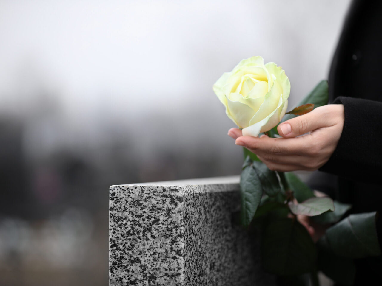 Frau hält weiße Rose in der Nähe eines Grabsteins aus grauem Granit im Freien