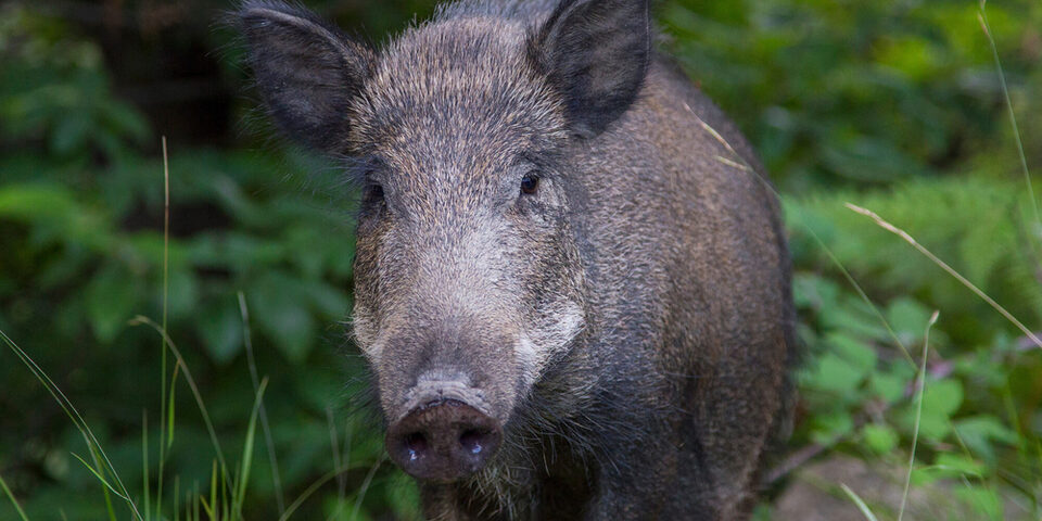 Wildschwein im Wald