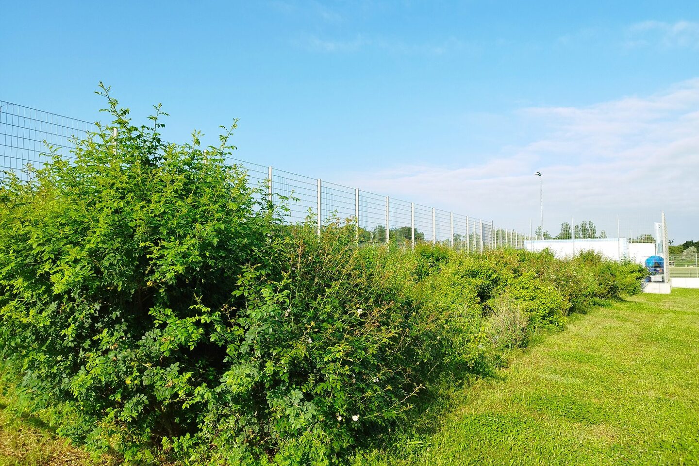 Bepflanzung am Sportplatz der Sophie-Opel-Schule