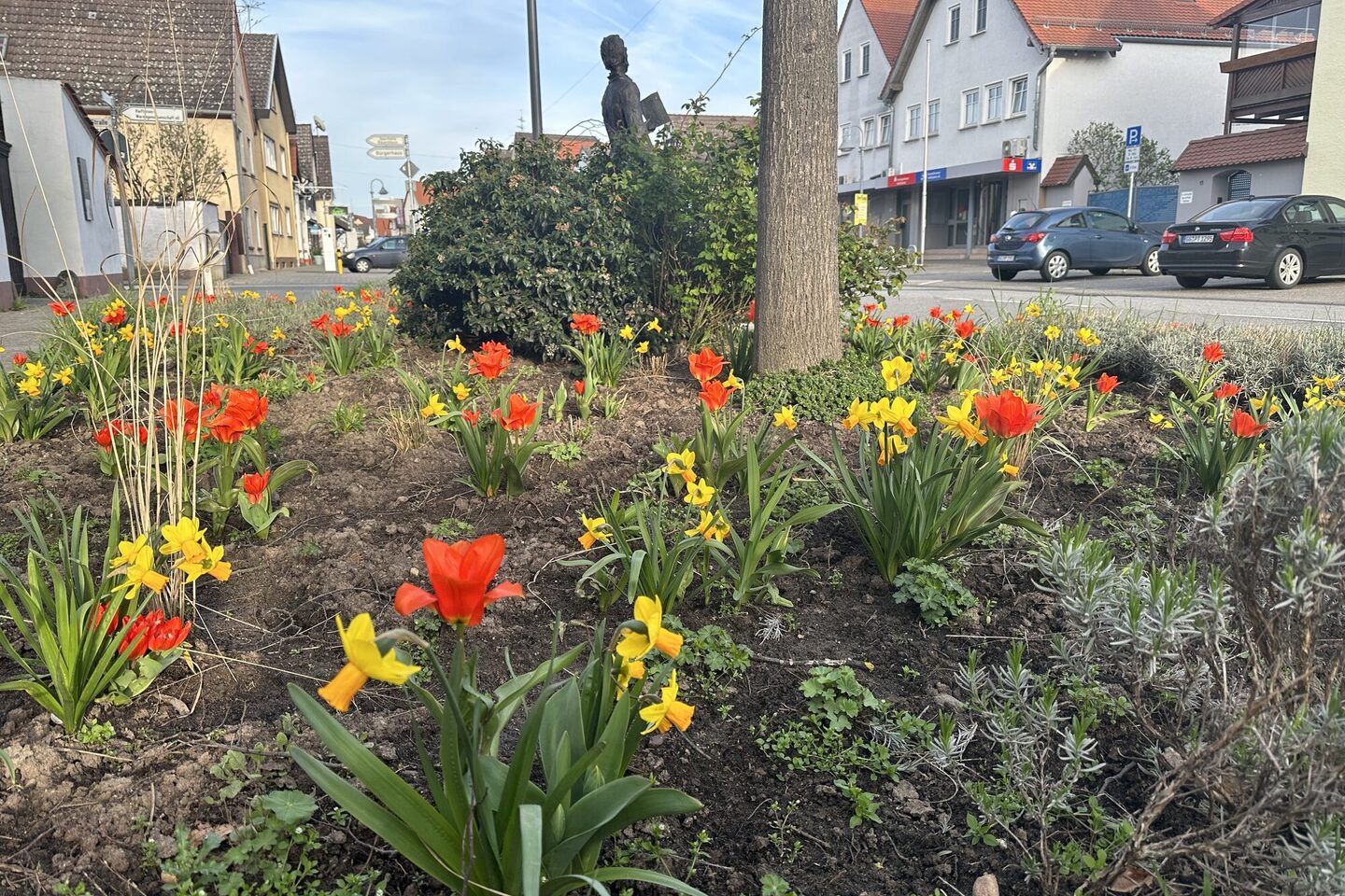 Blühende Tulpen und Narzissen auf einem Grünstreifen im Stadtteil Bauschheim