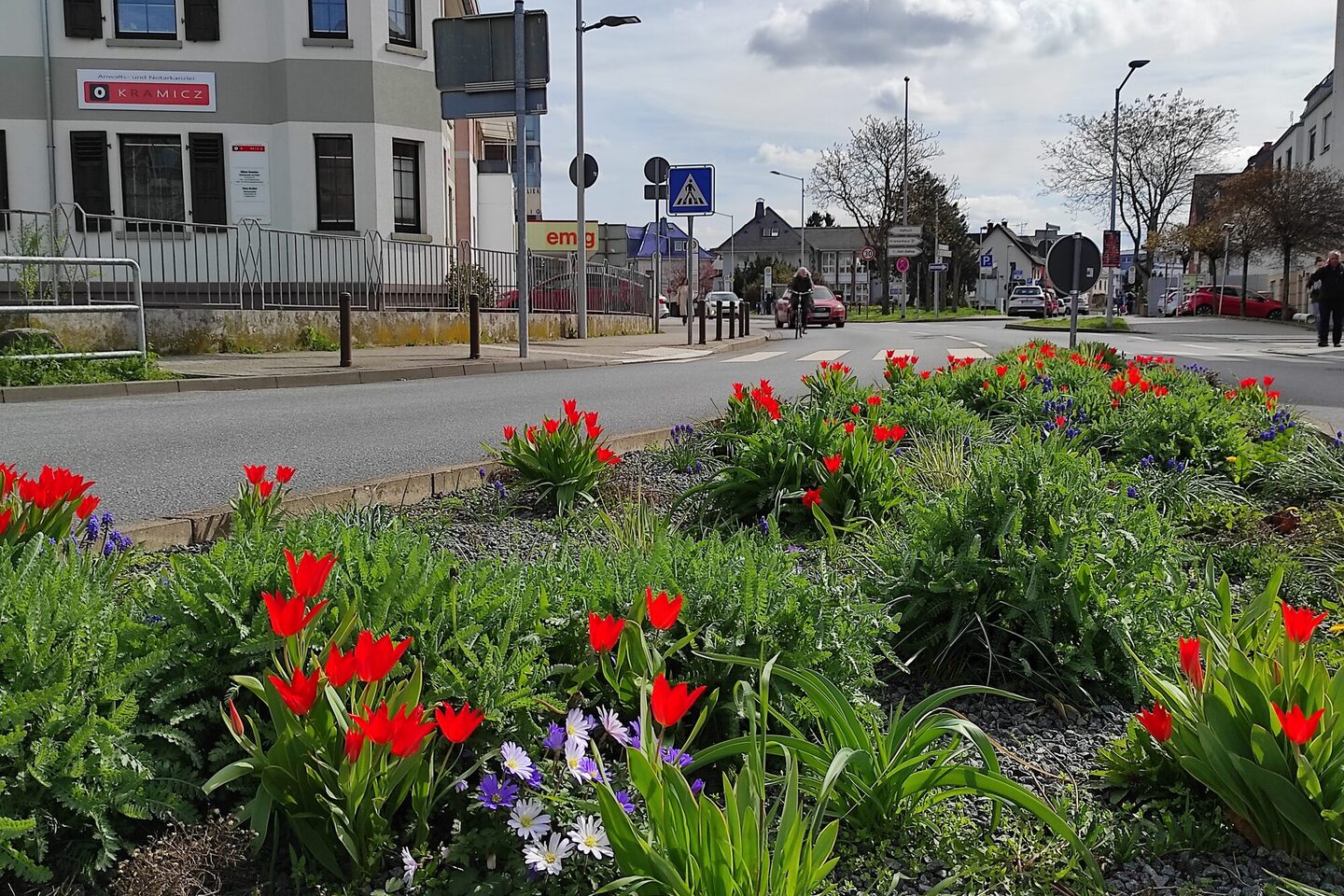 Tulpen in einem Grünstreifen an der Haßlocher Straße