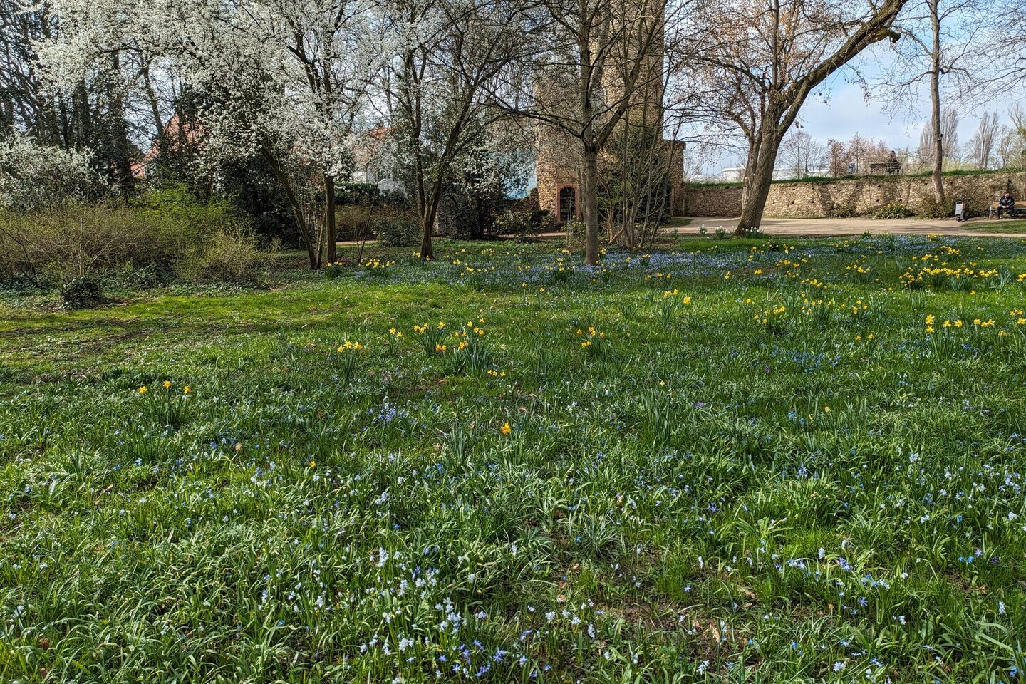 Wiese im Verna-Park mit ersten blühenden Frühlingsboten