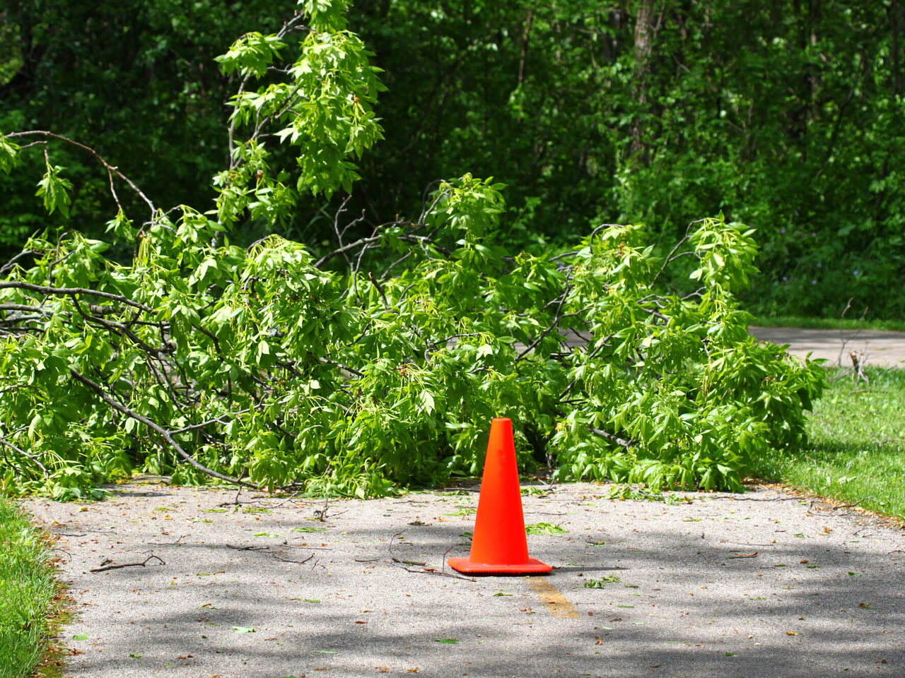 Umgestürzter Baum blockiert einen Radweg