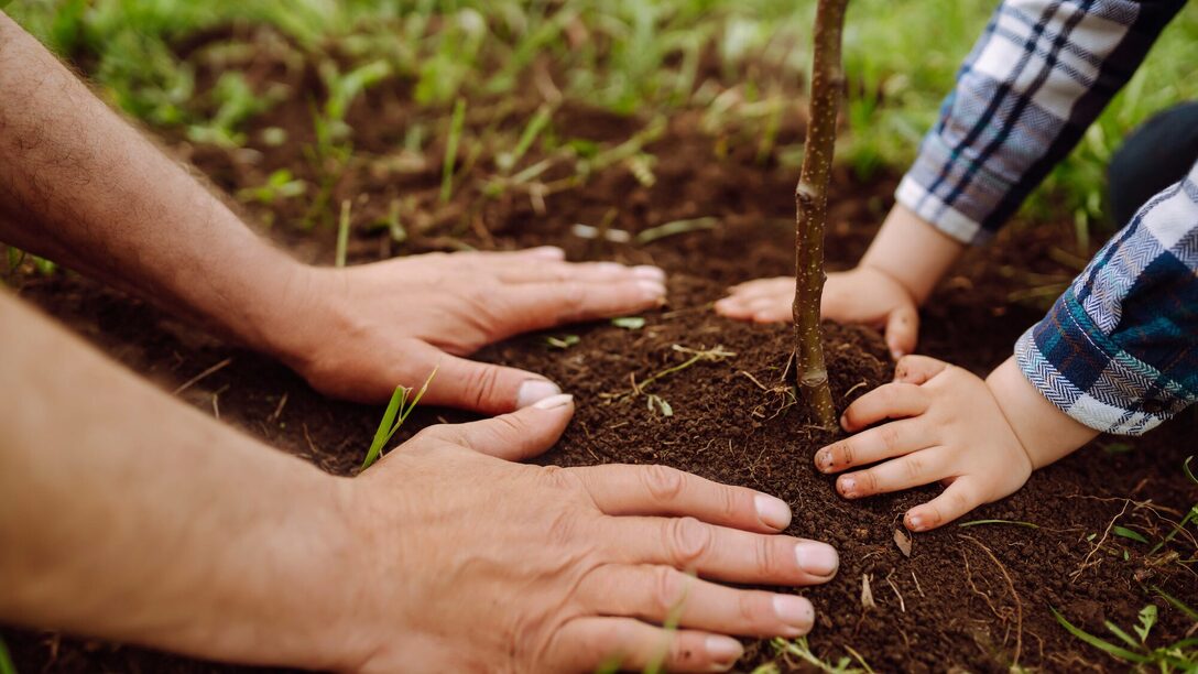 Hände eies Erwachsenen und eines Kindes pflanzen einen Familienbaum im Garten