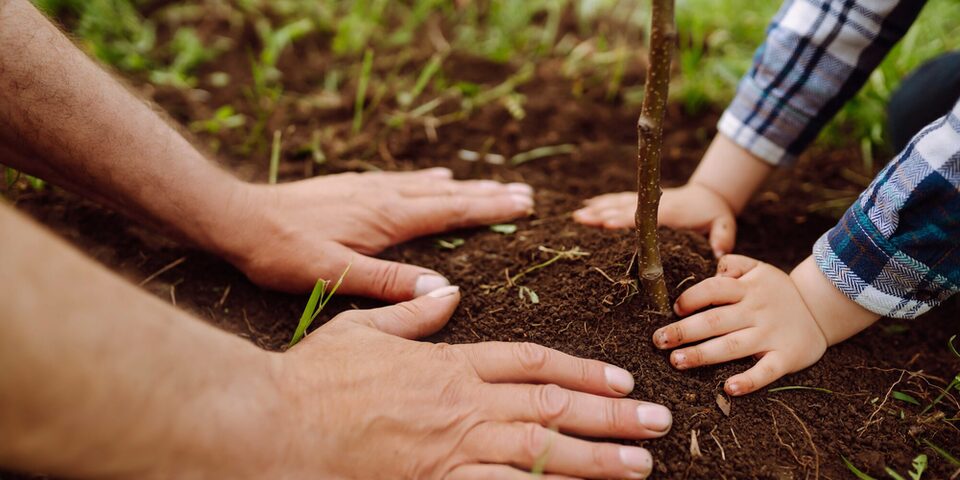 Hände eies Erwachsenen und eines Kindes pflanzen einen Familienbaum im Garten